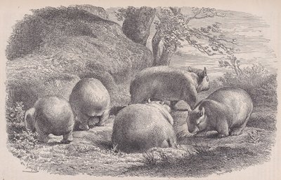 Wombat, z Le Magasin Pittoresque, ca. 1852. autorstwa Charles Emile Jacque