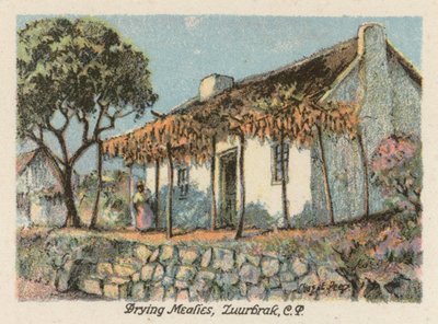 Republika Południowej Afryki: Suszenie mączników, Zuurbrak, CP (kolorowa litografia) autorstwa Charles Ernest Peers