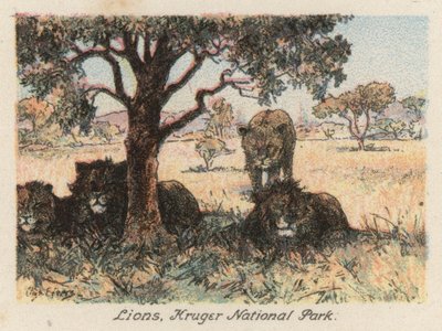 Republika Południowej Afryki: Lwy, Park Narodowy Krugera (kolorowa litografia) autorstwa Charles Ernest Peers
