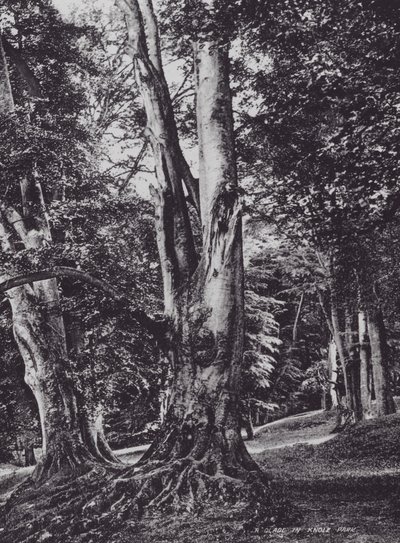 Polana w Parku Knole (zdjęcie czarno-białe) autorstwa Charles Essenhigh Corke