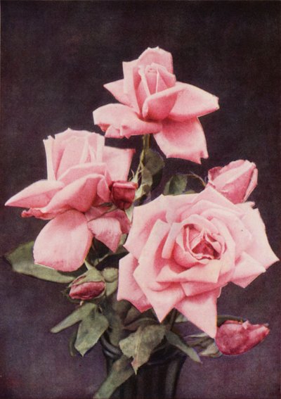 Rose Lady Ashtown (zdjęcie kolorowe) autorstwa Charles Essenhigh Corke