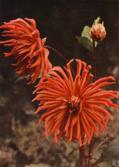 Dalia kaktusowa "Brisbane" (zdjęcie kolorowe) autorstwa Charles Essenhigh Corke