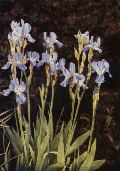 Irys Flaga (zdjęcie kolorowe) autorstwa Charles Essenhigh Corke