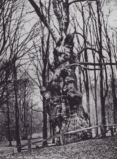 Stary Dąb, Park Knole (zdjęcie czarno-białe) autorstwa Charles Essenhigh Corke