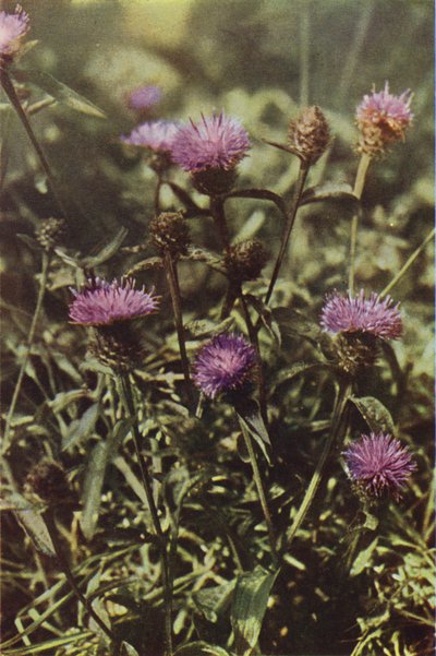 Dzikie kwiaty: Black Knapweed (kolorowa fotografia) autorstwa Charles Essenhigh Corke