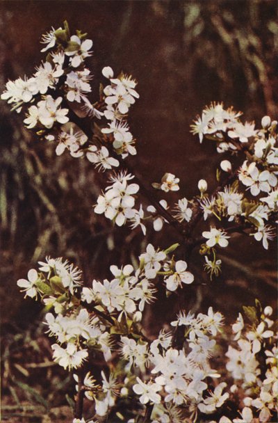 Dzikie kwiaty: Blackthorn (zdjęcie kolorowe) autorstwa Charles Essenhigh Corke