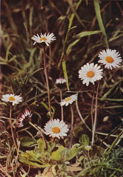 Dzikie kwiaty: Daisy (kolorowe zdjęcie) autorstwa Charles Essenhigh Corke
