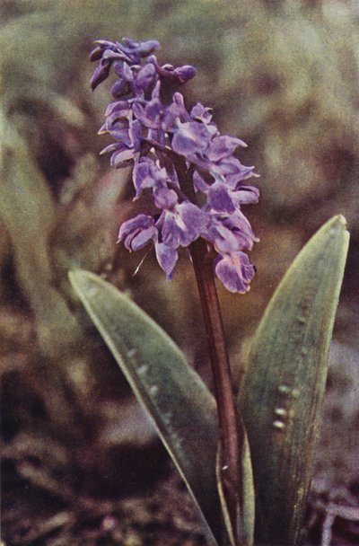 Dzikie kwiaty: Early Purple Orchid (kolorowa fotografia) autorstwa Charles Essenhigh Corke