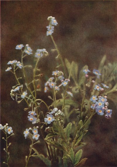 Dzikie kwiaty: Forget-Me-Not (kolorowe zdjęcie) autorstwa Charles Essenhigh Corke