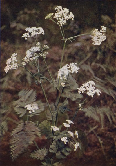 Dzikie kwiaty: Hedge Pietruszka (kolorowa fotografia) autorstwa Charles Essenhigh Corke