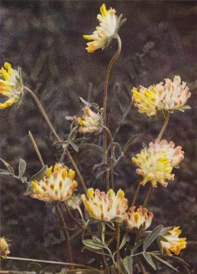 Dzikie kwiaty: Kidney Vetch (zdjęcie kolorowe) autorstwa Charles Essenhigh Corke