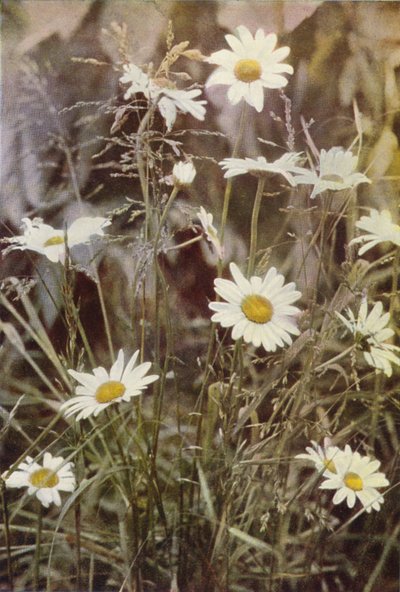 Dzikie kwiaty: Ox-Eye Daisy (zdjęcie kolorowe) autorstwa Charles Essenhigh Corke