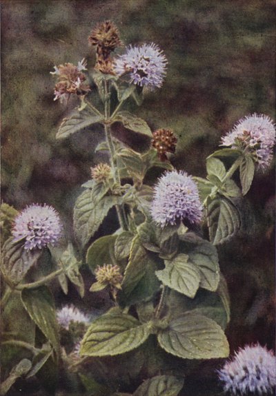 Dzikie kwiaty: Pepper-Mint (kolorowe zdjęcie) autorstwa Charles Essenhigh Corke