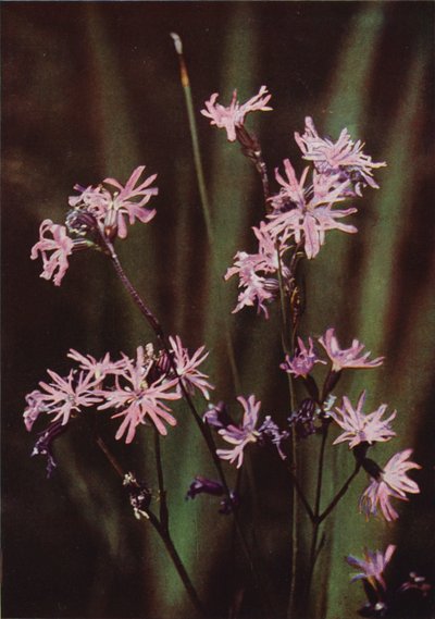 Dzikie kwiaty: Ragged Robin (kolorowe zdjęcie) autorstwa Charles Essenhigh Corke