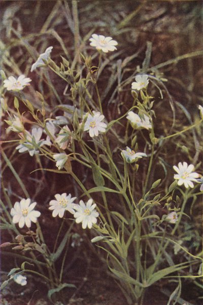 Dzikie kwiaty: Stitchwort (zdjęcie kolorowe) autorstwa Charles Essenhigh Corke
