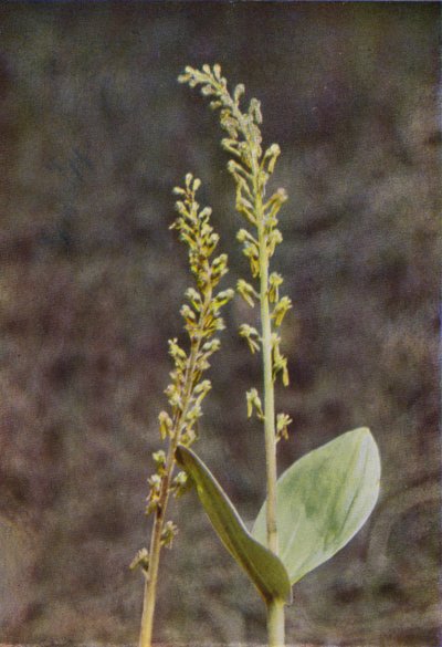 Dzikie kwiaty: Twayblade (kolorowe zdjęcie) autorstwa Charles Essenhigh Corke