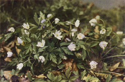 Dzikie kwiaty: Anemon leśny (zdjęcie kolorowe) autorstwa Charles Essenhigh Corke