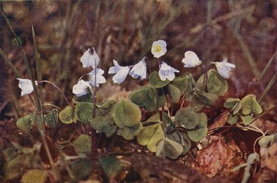 Dzikie kwiaty: Wood Sorrel (kolorowe zdjęcie) autorstwa Charles Essenhigh Corke
