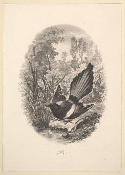Sroka, 1843. autorstwa Charles Francois Daubigny