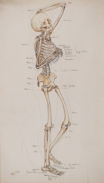 Studium [Ludzki szkielet (podpisy na kościach)], ok. 1884 (akwarela) autorstwa Charles Gustav Louis Phillips