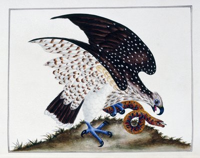 Ptak drapieżny z wężem, 1808-21 autorstwa Charles Hayes