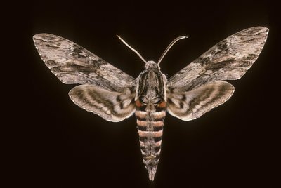 Agrius convolvuli / Pościel Sfinks / Samiec autorstwa Augustus Kollner