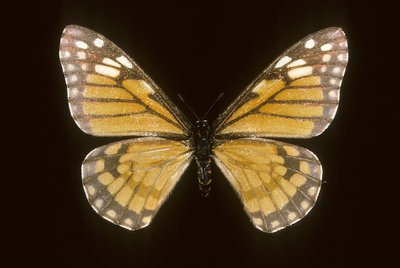 Baronia brevicornis autorstwa Augustus Kollner