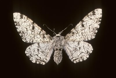 Betularia biston/Brzoza Phalene autorstwa Augustus Kollner
