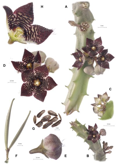 Tablica botaniczna/Apteranthes joannis autorstwa Augustus Kollner