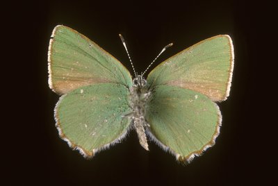 Callophrys rubi/Argus zielony autorstwa Augustus Kollner