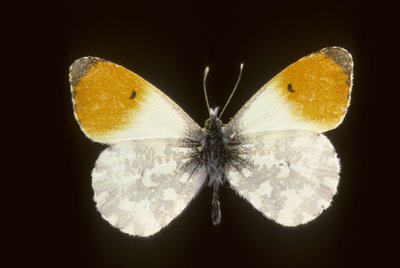 Cardamine Anthocharis/wiosenny świt/mężczyzna autorstwa Augustus Kollner