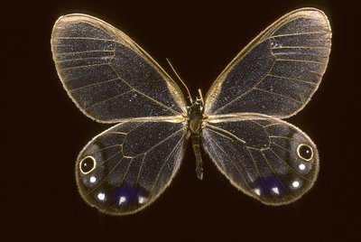 Cithaerias esmeralda/Esmeralda autorstwa Augustus Kollner