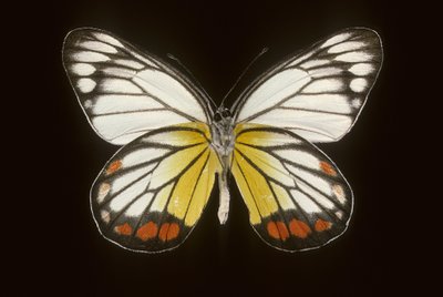 Delias hyparete/mężczyzna autorstwa Augustus Kollner