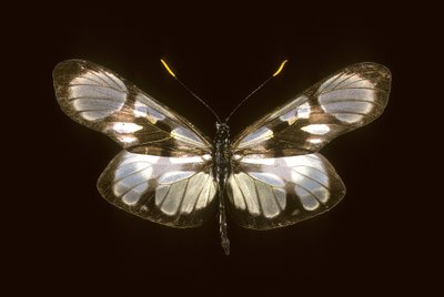 Zdefiniowana dysmorfia autorstwa Augustus Kollner