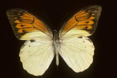 Hebomoia leukippe sulfurea autorstwa Augustus Kollner
