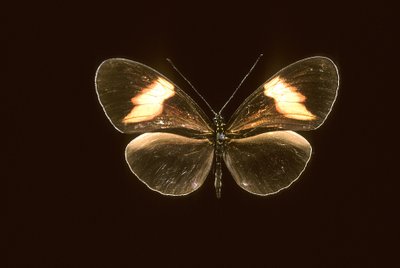 Heliconius melpomene/Heliconie melpomene autorstwa Augustus Kollner