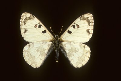 Hypermnestra helios autorstwa Augustus Kollner