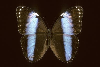 Morpho Achilles/Mężczyzna autorstwa Augustus Kollner