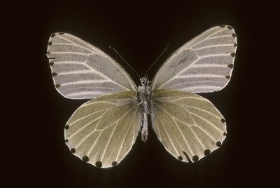 Mylothris humblot autorstwa Augustus Kollner