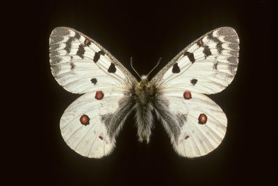 Parnas phoebus/Mały apollo autorstwa Augustus Kollner