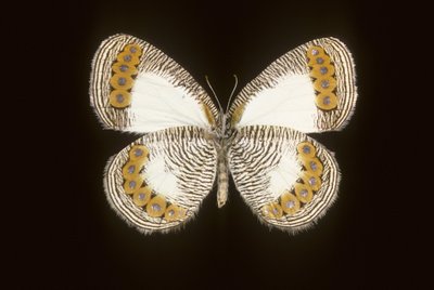 Physcaeneura leda autorstwa Augustus Kollner