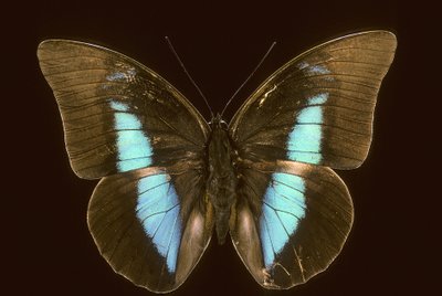 Prepona domophora wymarła autorstwa Augustus Kollner
