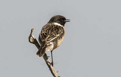 Saxicola torquata/Dawler/Common Stonechat autorstwa Augustus Kollner