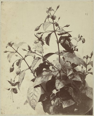 Kwiat martwa natura z fuksją autorstwa Charles Hippolyte Aubry