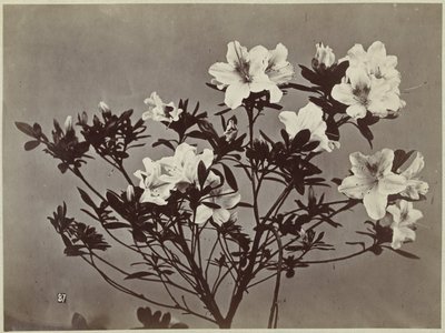 Kwiat martwa natura z liliami autorstwa Charles Hippolyte Aubry
