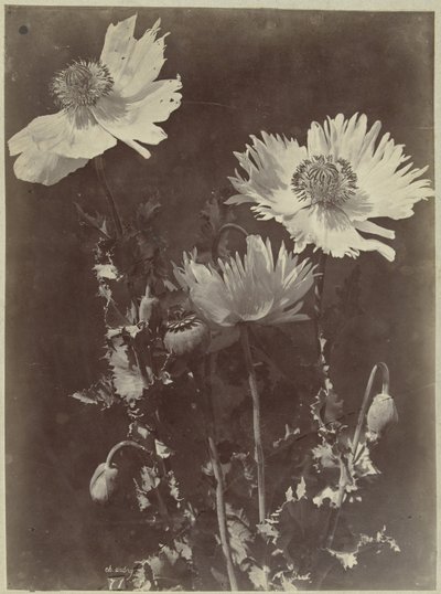 Kwiat martwa natura z makami autorstwa Charles Hippolyte Aubry