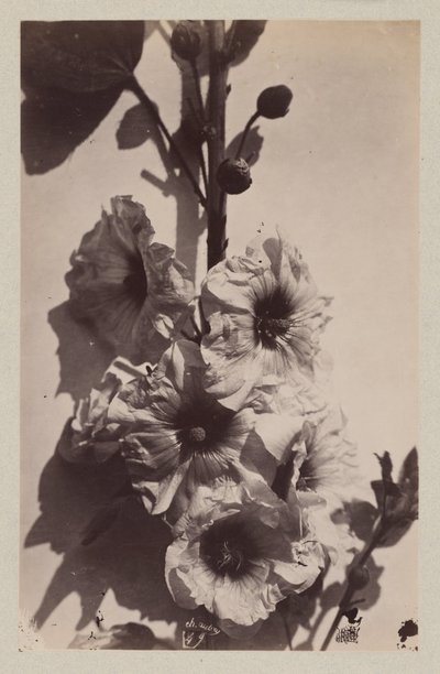 Kwiat martwa natura z malwą autorstwa Charles Hippolyte Aubry