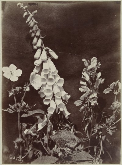 Kwiat martwa natura z naparstnicą autorstwa Charles Hippolyte Aubry