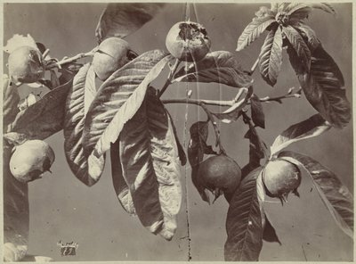 Martwa natura z nieszpułkami autorstwa Charles Hippolyte Aubry