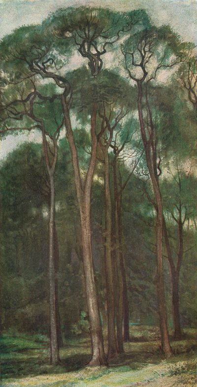 Studium Drzew, ok. 1900 1903-1904 autorstwa Charles Holroyd